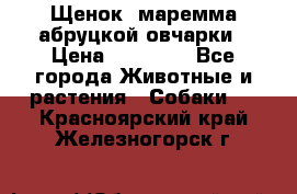 Щенок  маремма абруцкой овчарки › Цена ­ 50 000 - Все города Животные и растения » Собаки   . Красноярский край,Железногорск г.
